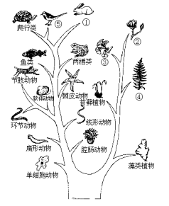 复件 进化树