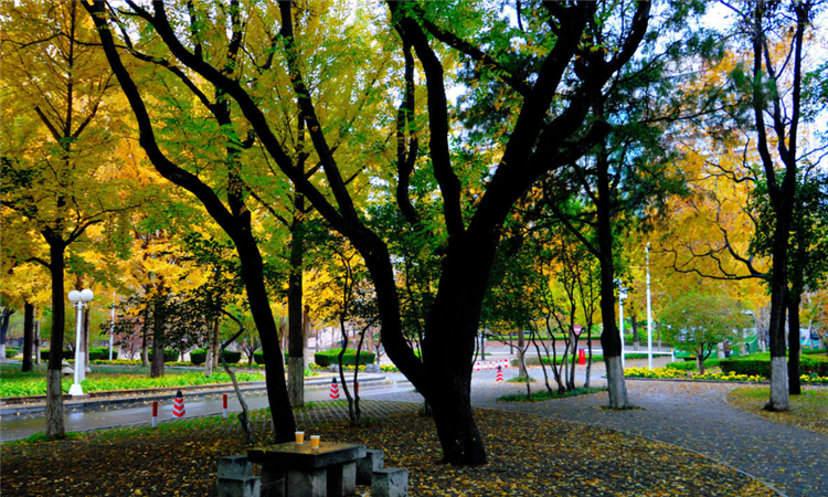 益阳市十七中 益阳市十七中