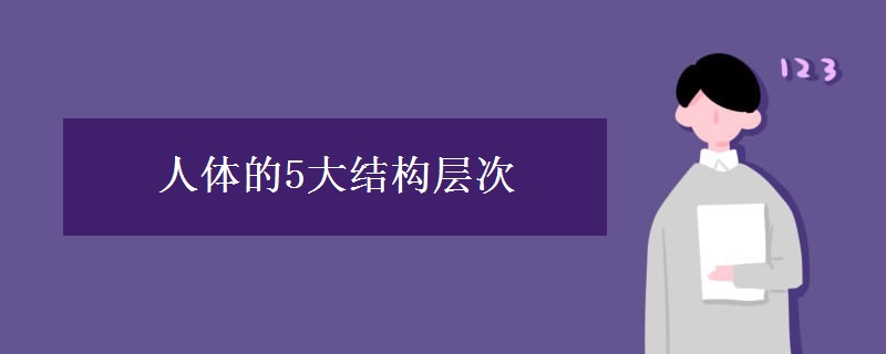 人体的5大结构层次