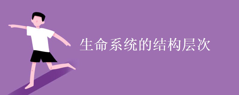 生命系統(tǒng)的結(jié)構(gòu)層次