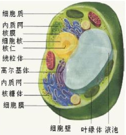 动植物细胞结构图
