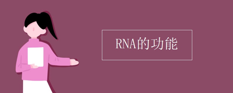 RNA的功能