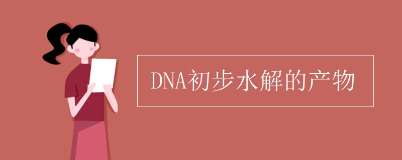 生物知识点：DNA初步水解的产物