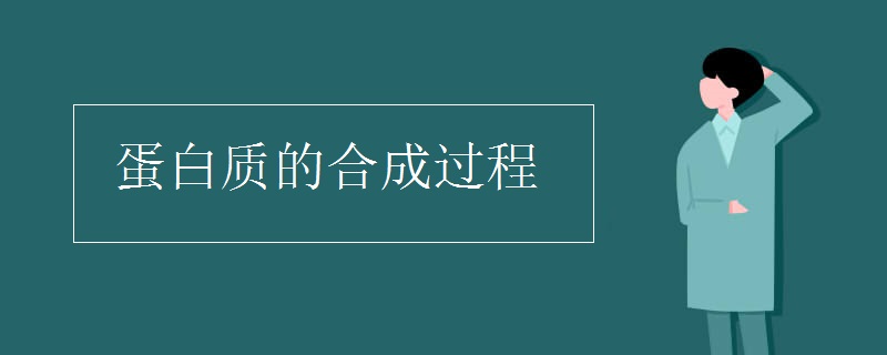 蛋白质的合成过程