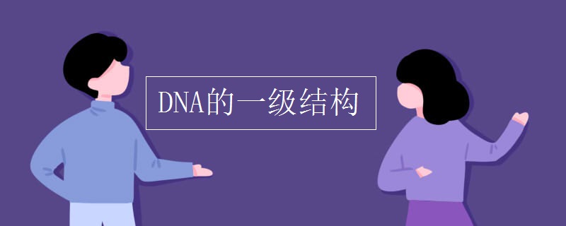 DNA的一级结构