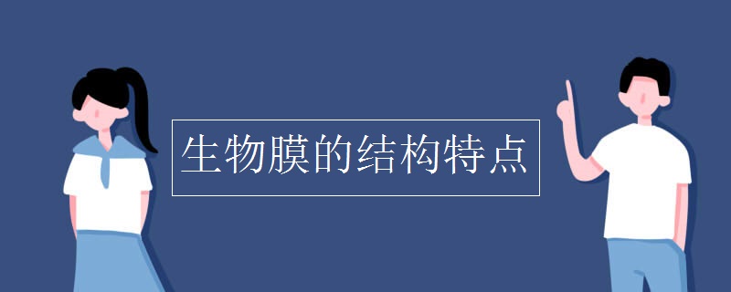 生物膜的结构特点