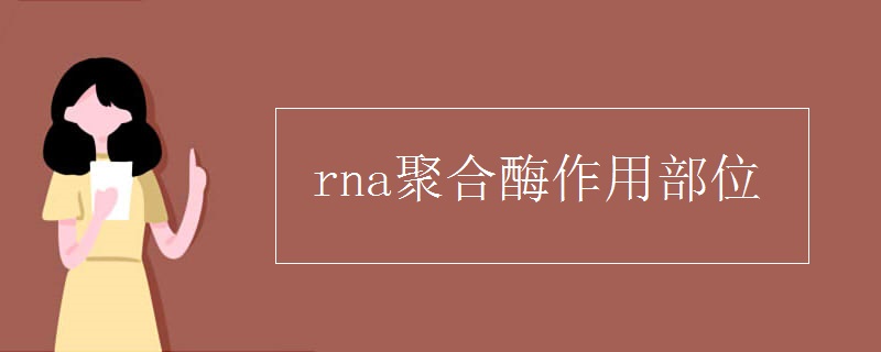 rna聚合酶作用部位.jpg