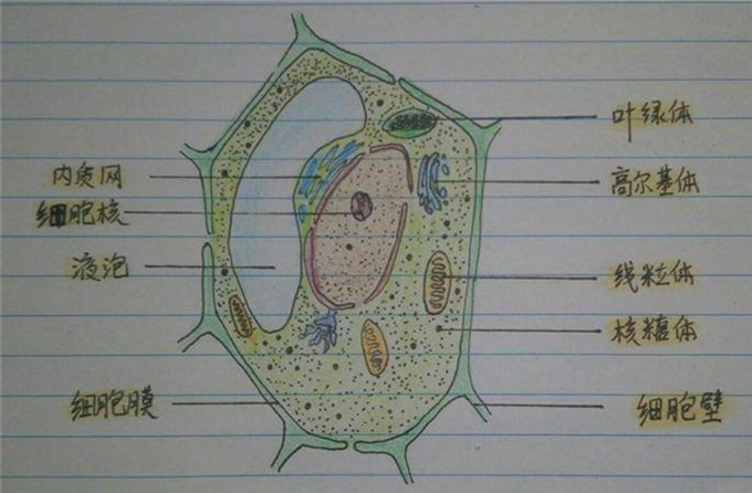 七年级细胞结构图手绘