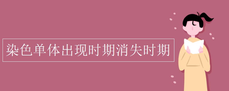 染色單體出現時期消失時期