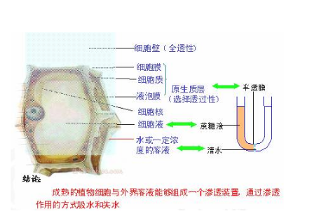 原生质层包括细胞器吗