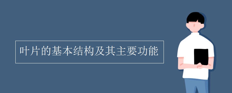 叶片的基本结构及其主要功能