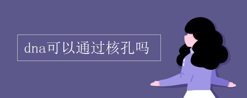 dna可以通过核孔吗