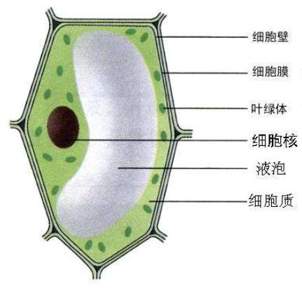植物细胞结构图