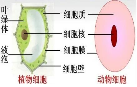 动物细胞和植物细胞的区别在哪里