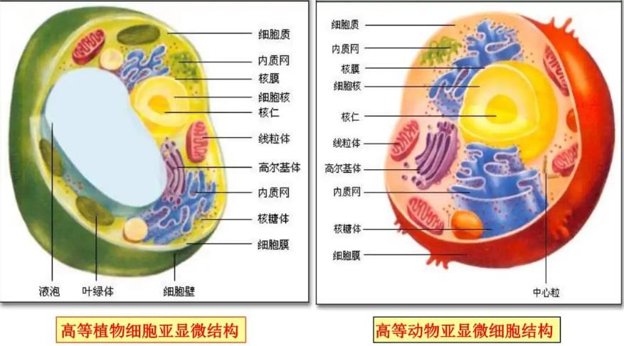 細胞結構圖是什么樣的 植物細胞和動物細胞有什么區別