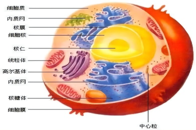 动植物细胞结构图 动植物细胞功能