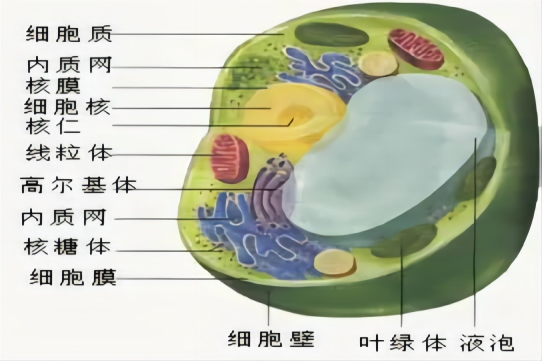 动植物细胞结构图 动植物细胞功能