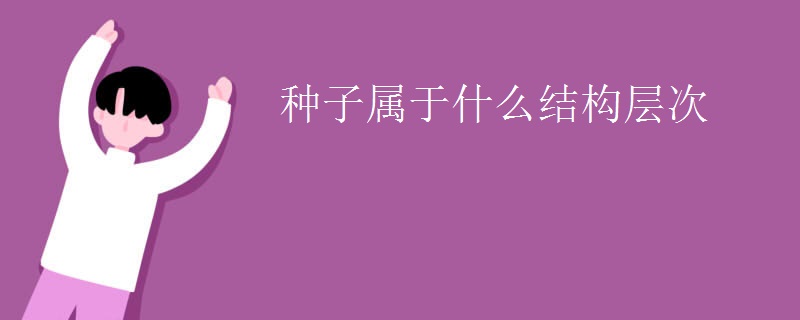 种子属于什么结构层次