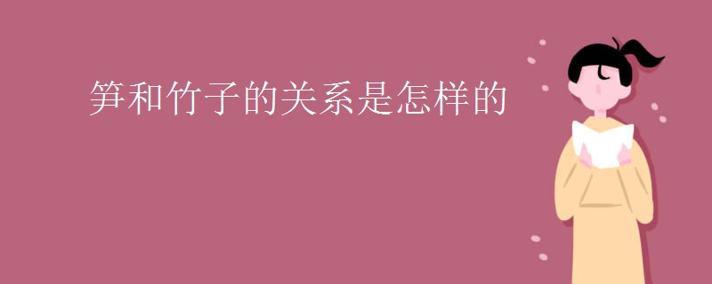 笋和竹子的关系是怎样的