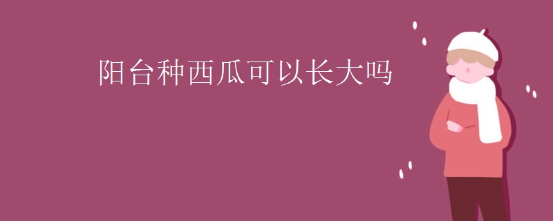 陽臺種西瓜可以長大嗎